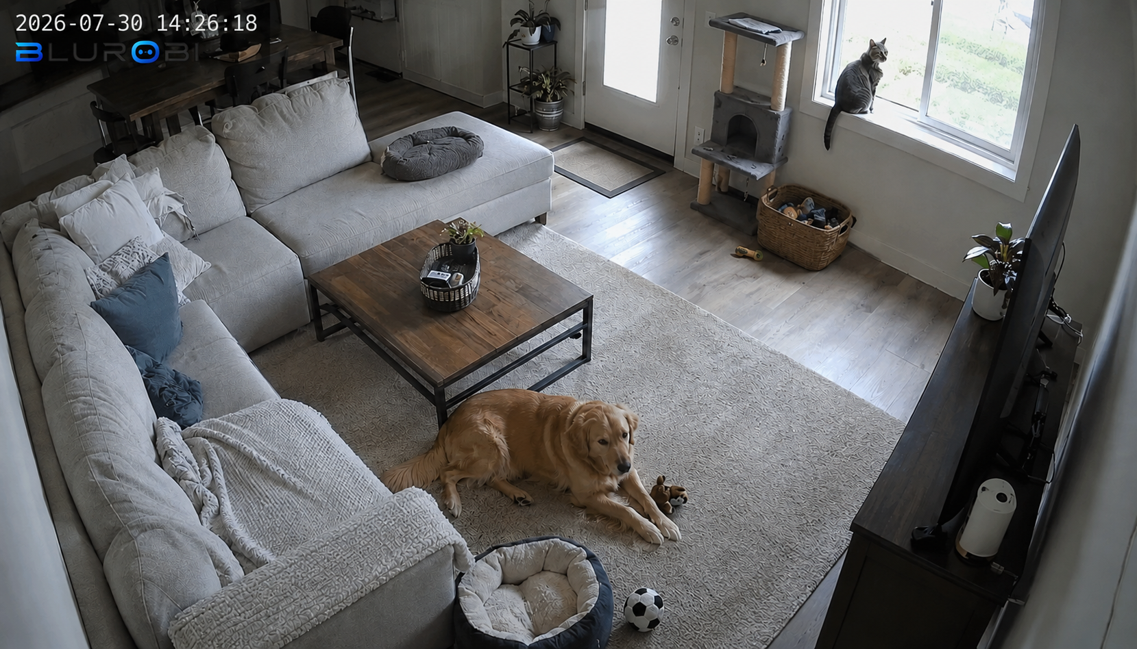 Pet Monitoring